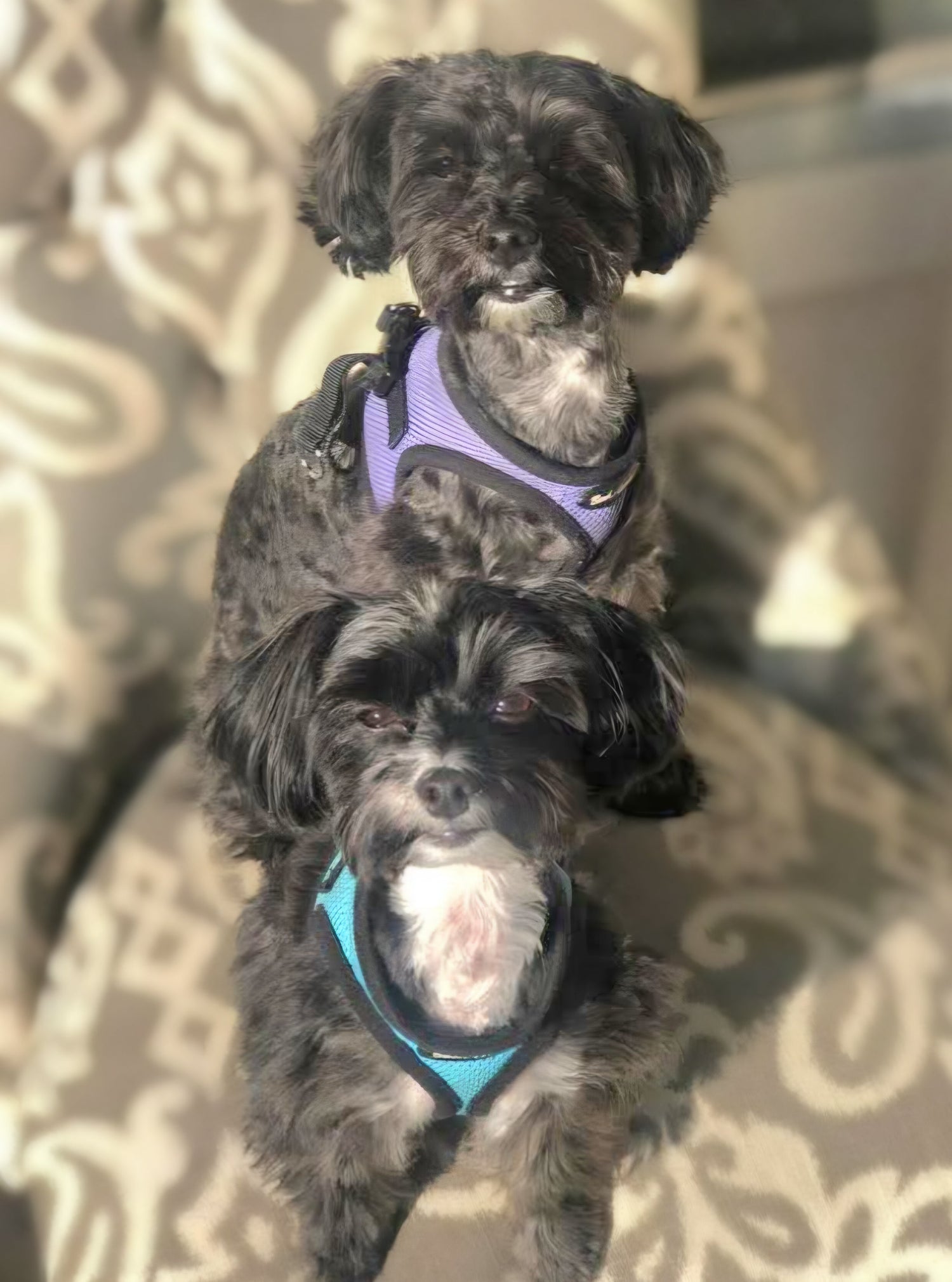 Pet Products